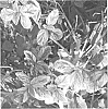 Lantana%20camara%20%27MANUEL%27S%20RED%27