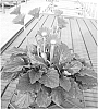 Gerbera%20hybrida%20%27Garsophie%20Imp.%27
