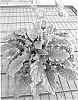 Gerbera%20hybrida%20%27Garjasmina%20Imp.%27