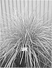 Lomandra%20longifolia%20%27Roma%2013%27
