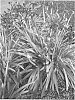 Agapanthus%20hybrida%20%27Brilliant%20Blue%27