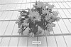 Rhipsalidopsis%20plant%20named%20%27PKMRhips09%27