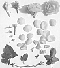 Rosa%20hybrid%20%27Poulpah064%27