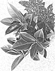 Ficus%20elastica%20%27NAIROBI%27