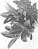 Ficus%20elastica%20%27NAIROBI%27