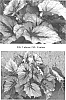 Begonia%20%27First%20Blush%27