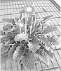 Gerbera%20hybrida%20%27Garlayla%20Imp.%27