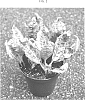 Hemigraphis%20alternata%20%27HEGHE01%27