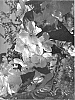 Prunus%20avium%20%27PA2UNIBO%27