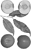 Prunus%20persica%20var.%20nucipersica%20%27Honey%20Spring%27
