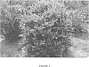 Distylium%20racemosum%20x%20Distylium%20myricoides%20%27PIIDIST-IV%27