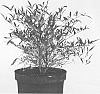 Nandina%20domestica%20%27Sunset%20in%20Paradise%27