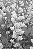 Baptisia%20hybrid%20%27Mojito%27