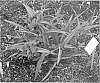 Tradescantia%20hybrid%20%27Tough%20Love%27