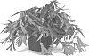Begonia%20hybrid%20%27TESSDARK%27