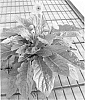 Gerbera%20hybrida%20%27Garisabel%20Imp.%27