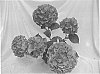 Hydrangea%20Plant%20Named%20%27BCHY-06.014%27