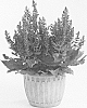 Salvia%20plant%20named%20%27DSALRS203%27