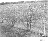 Vaccinium%20corymbosum%20L.%20%27TH-929%27