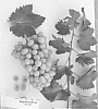 Vitis%20vinifera%20%27Sugrafortythree%27