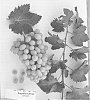 Vitis%20vinifera%20%27Sugrafortythree%27