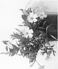 Mandevilla%20splenders%20%27FGVP1%27