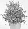 Nandina%20domestica%20%27Sunset%20Boulevard%27