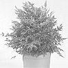 Nandina%20domestica%20%27Sunset%20Boulevard%27