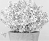 Euonymus%20fortunei%20%27DANDEL%27