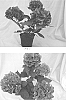 Hydrangea%20macrophylla%20%28Thunb%29%20%27BC7.3%27