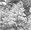 Hydrangea%20paniculata%20%27WIMS%20RED%27