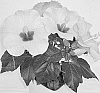 Hibiscus%20rosa-sinensis%20%27Adonis%20Yellow%27