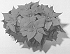 Euphorbia%20pulcherrima%20%27NPCW14205%27