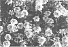 Verbena%20sp.%20%27KLEVP14463%27