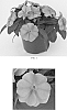 Impatiens%20x%20hybrida%20%27Balboufink%27