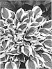 Hosta%20hybrid%20%28Tratt.%29%20%27Diamonds%20Are%20Forever%27