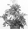 Astilbe%20arendsii%20x%20Astilbe%20chinensis%20%27Vision%20Inferno%27