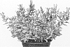 Gentiana%20hybrida%20%27Little%20Pinkie%27