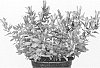 Gentiana%20hybrida%20%27Little%20Pinkie%27
