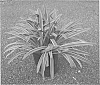 Agapanthus%20praecox%20plant%20named%20%22MP01%27