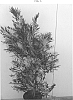 Agonis%20flexuosa%20%27After%20Shock%27