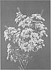 Chamelaucium%20uncinatum%20%27UMBRELLA%27