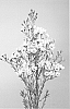 Chamelaucium%20uncinatum%20x%20megalopetalum%20%27FIRST%20MAYA%27