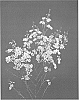 Chamelaucium%20uncinatum%20%27EARLY%20OFIR%27