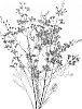 Chamelaucium%20uncinatum%20%27ROTEMWAX%27