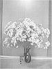 Gypsophila%20paniculata%20L.%20%27Pearls%20Petite%27