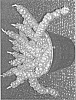 Dischidia%20nummularia%20%27IDEAMINUBU%27