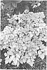 Astilbe%20hybrid%20%27Amber%20Moon%27