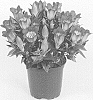 Gentiana%20plant%20named%20%27Genfire%27