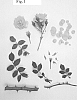 Rosa%20hybrid%20%27Poultc017%27